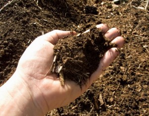 Handful of Soil