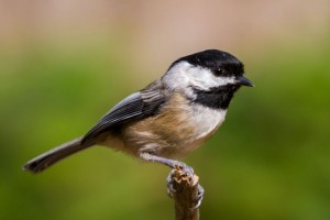 Bird on a branch