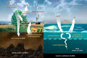 Carbon Cycle